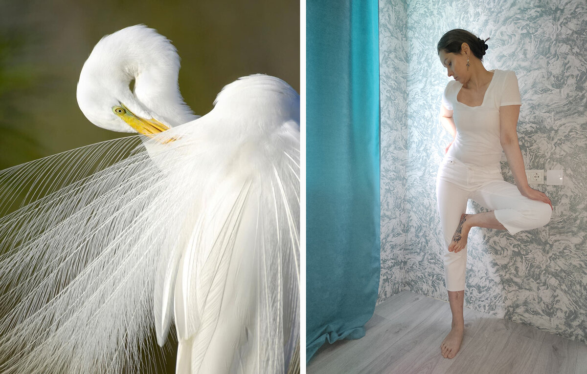 Автор и цапля Эгрет