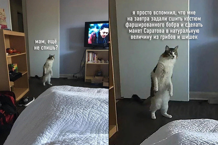 Мемчик про котика