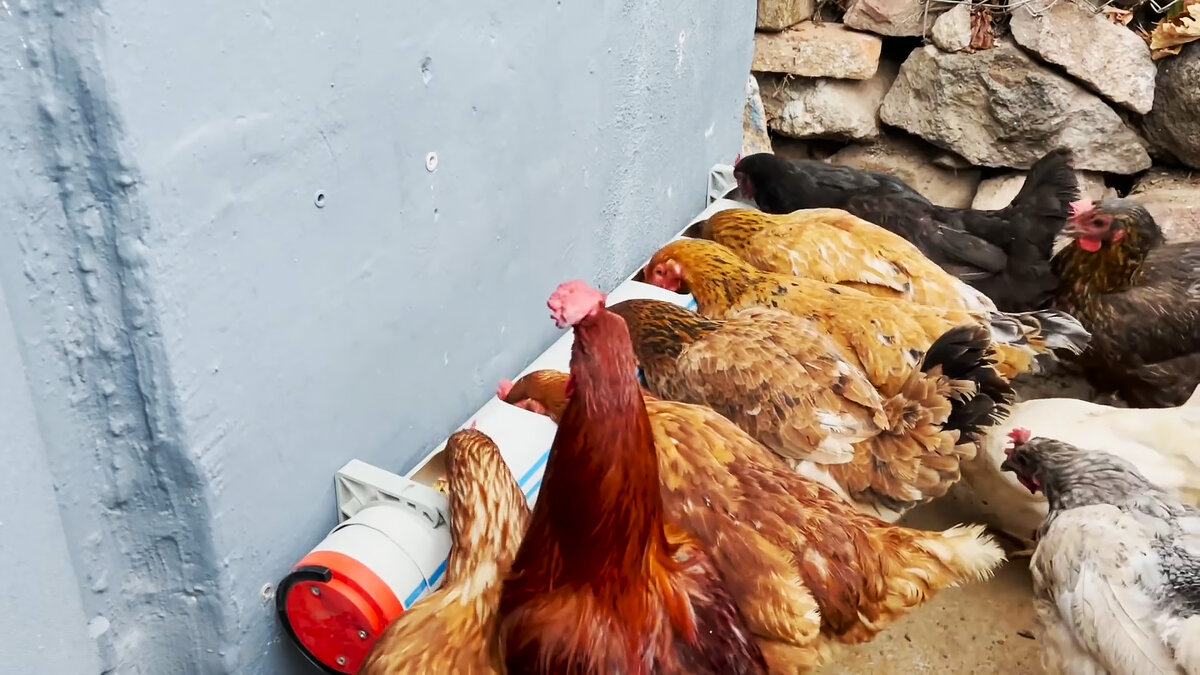 Кормушки и поилки углубить в подстилку, чтобы их содержимое было комнатной температуры.