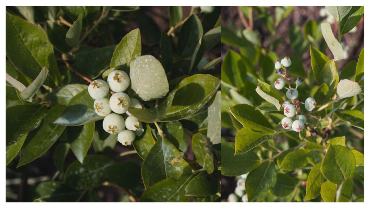 Здоровый цвет листьев голубики 