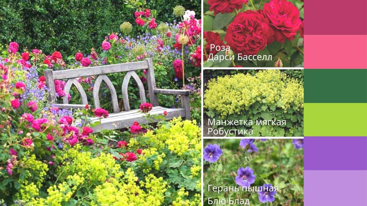 Старая церковная лавочка в окружении красных роз