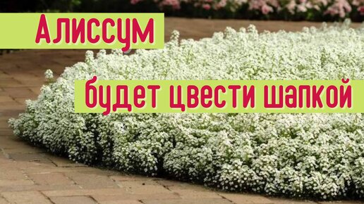 Как заставить АЛИССУМ ЦВЕСТИ ПЫШНОЙ ШАПКОЙ. Уход за рассадой алиссума