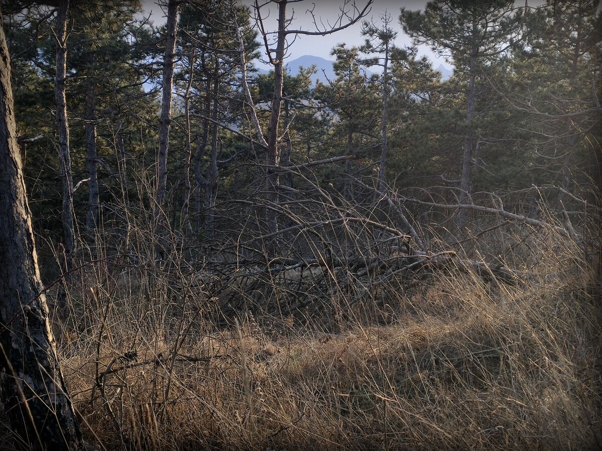 Валежник