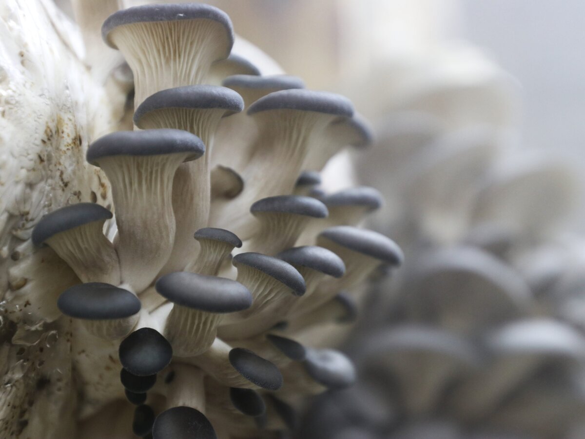 Are Magic Mushrooms easy to grow