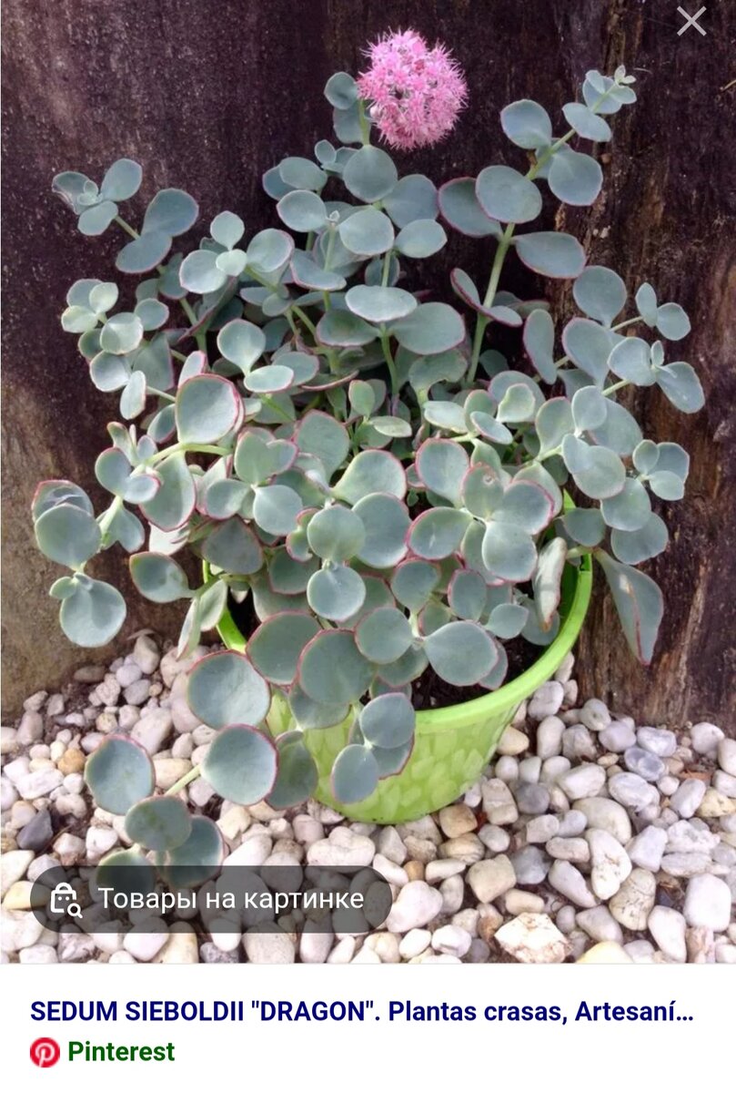 очиток зибольда