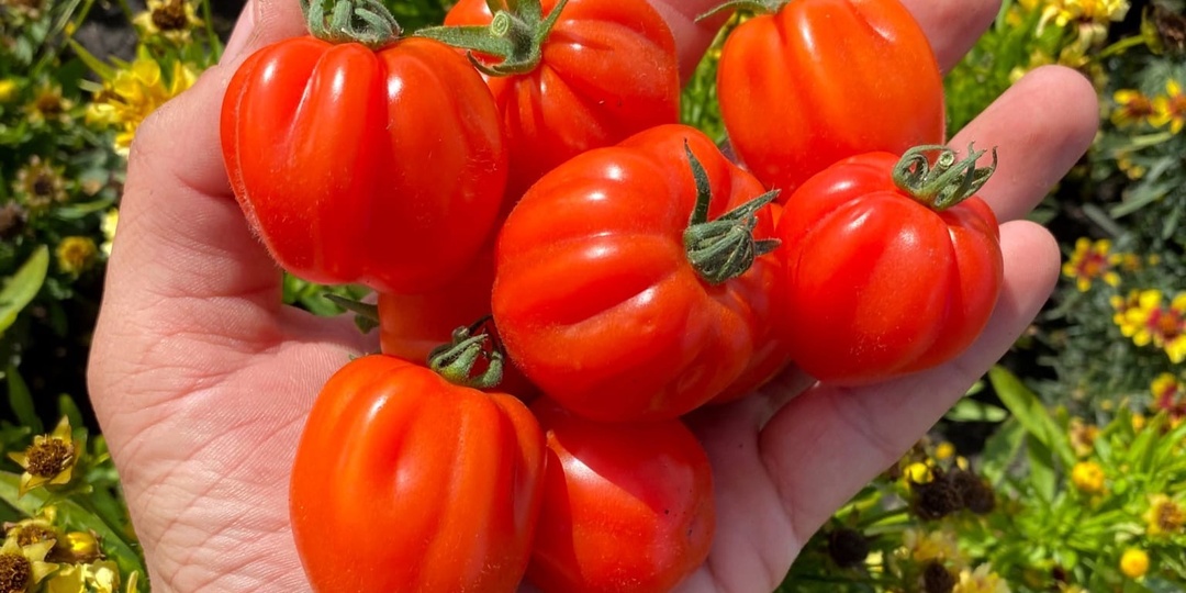 Черри аккордеон - обзор сорта томата