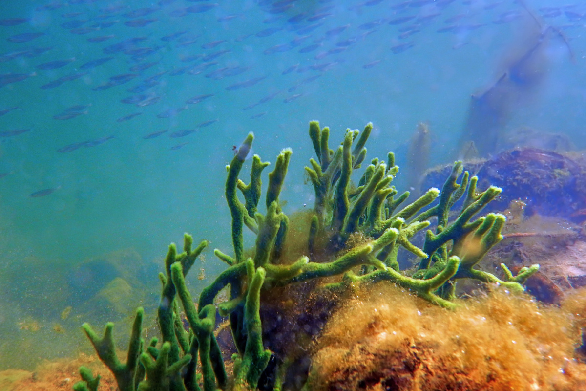 Бодяга растёт только в озёрах и прудах с очень чистой водой