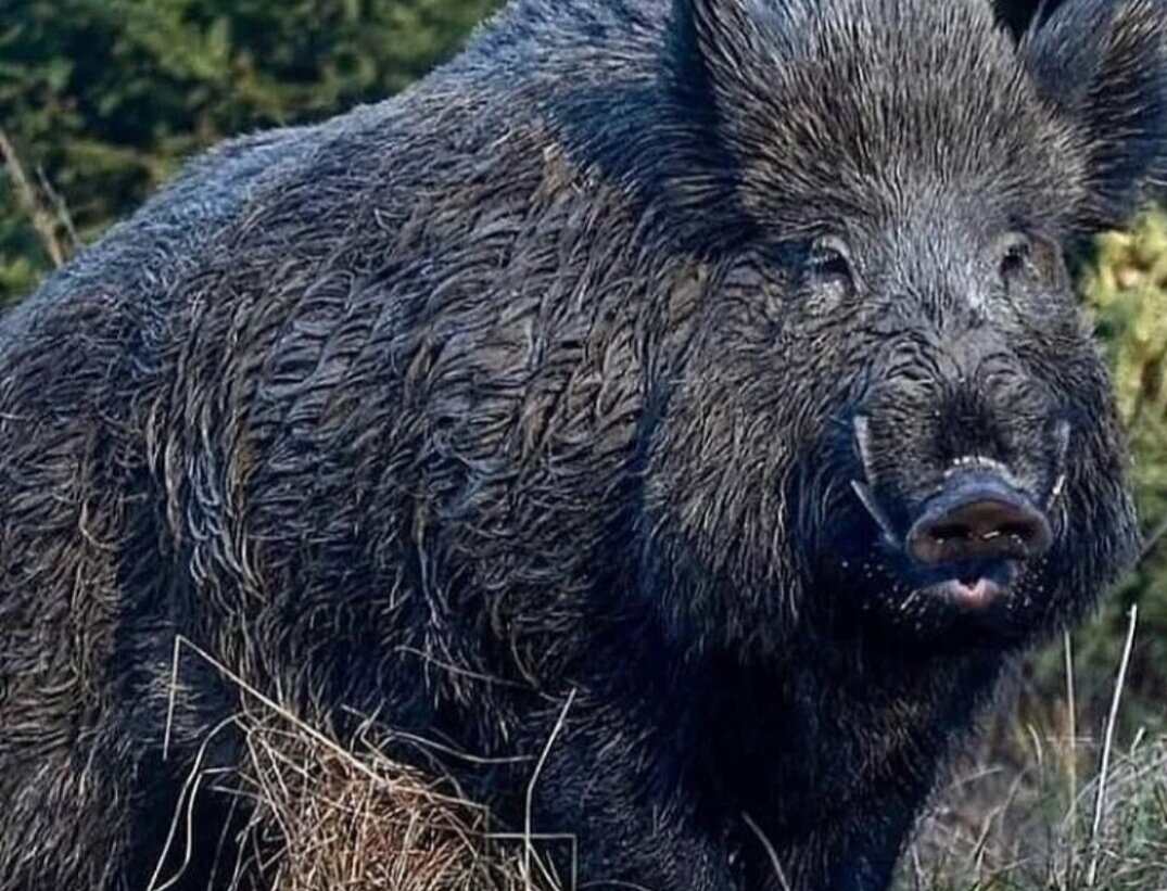 Очень похож