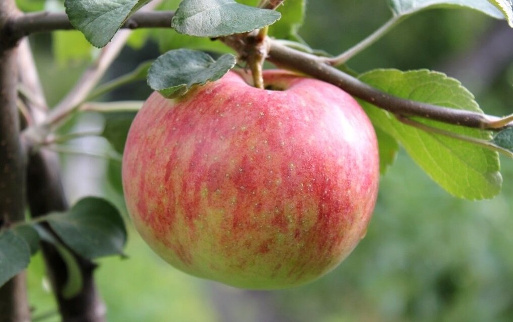 Что в яблоке тебе моём? Факты о самой древней плодовой культуре и  популярные российские сорта | Своё Родное - Всё о полезной еде | Дзен