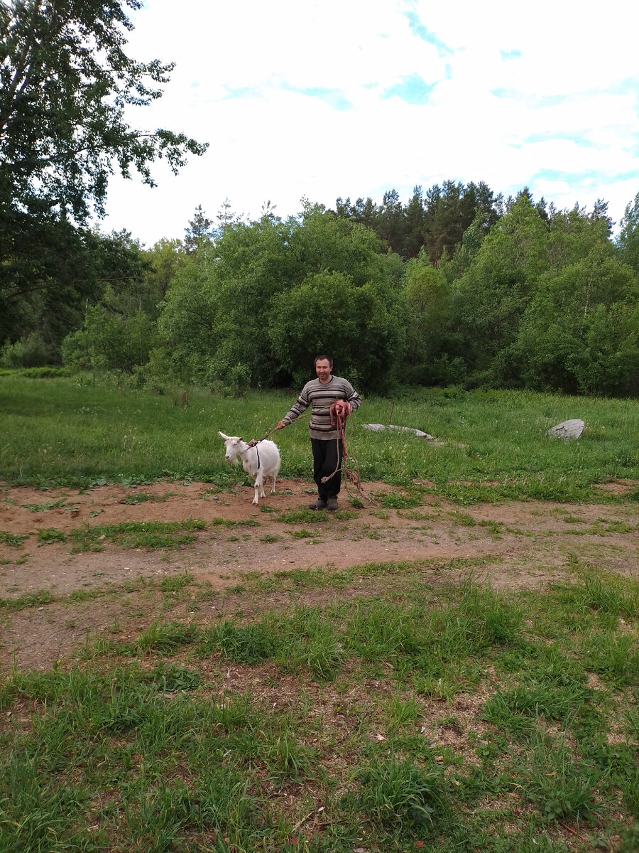 Виталик загоняет коз домой (по очереди, так как они очень строптивые)