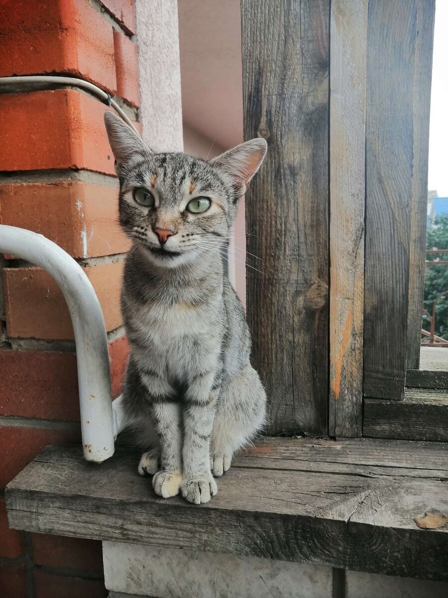 На фото кошка Маруся.