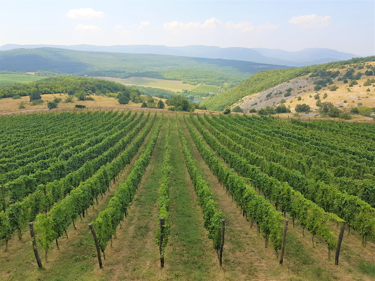 Виноградники Uppa Winery. Фото Анна Карпенко. 