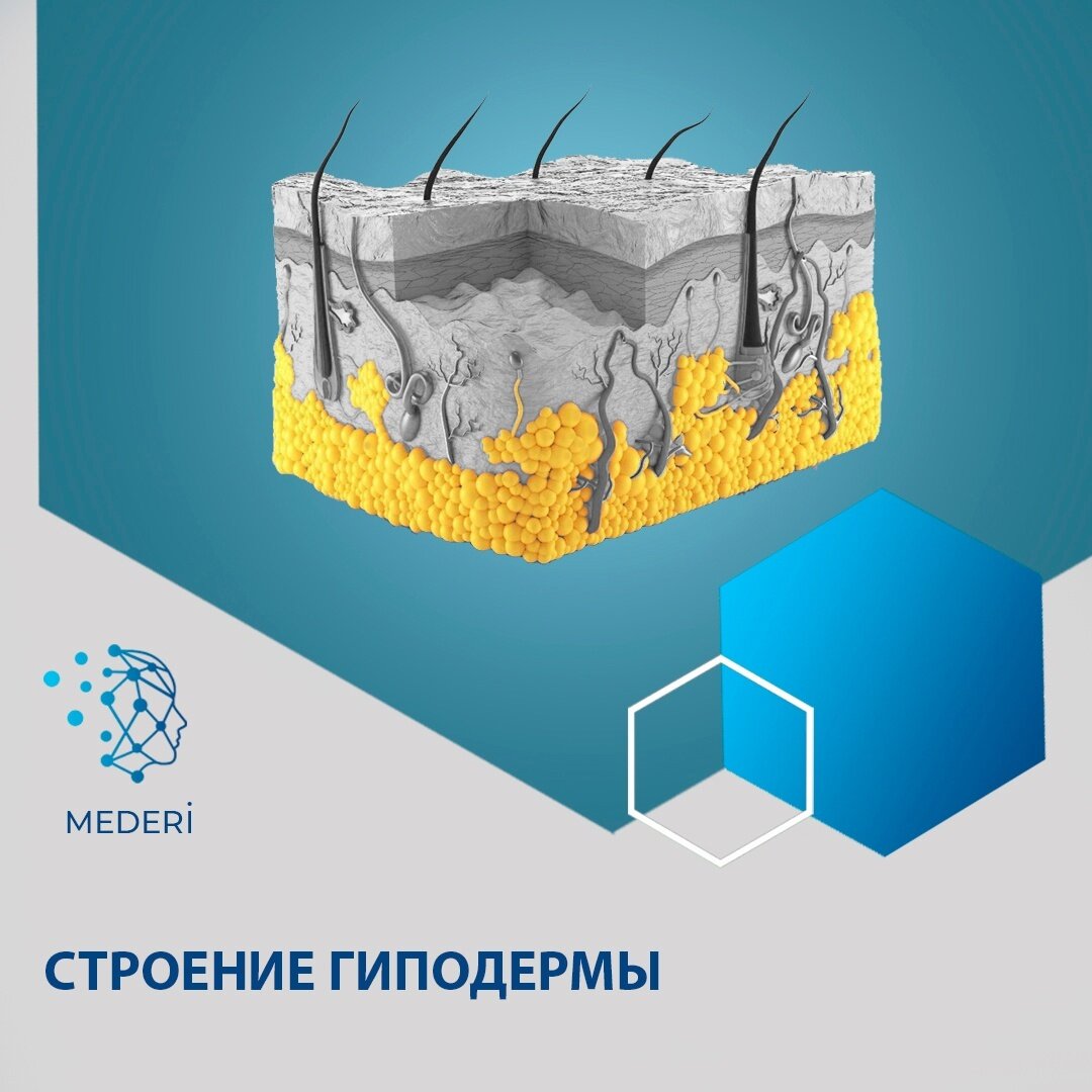 Строение гиподермы | Высшая школа медицинской косметологии «MEDERi» | Дзен