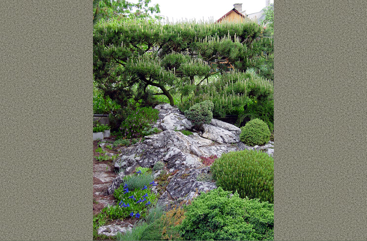 Фото О.Бондаревой. Источник: tvoysad.ru/stati/hvoynyie/nauka-schipacha.html