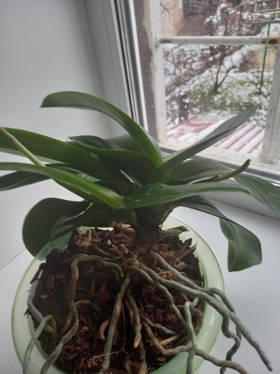 Уход за орхидеями: как вырастить сильное здоровое растение