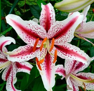 Восточный гибрид - лилия Диззи  фото из инета