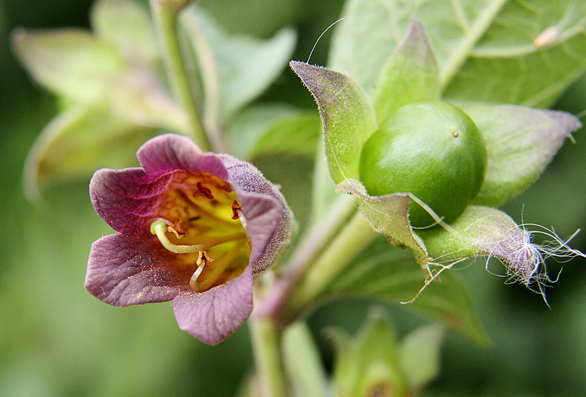 Красавка белладонна. Atropa Belladonna растение. Паслен и белладонна. Белладонна (красавка, Atropa).