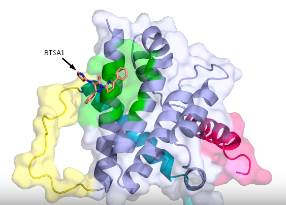 Молекула BTSA1 в центре активации белка Bax (скриншот видео на youtube)