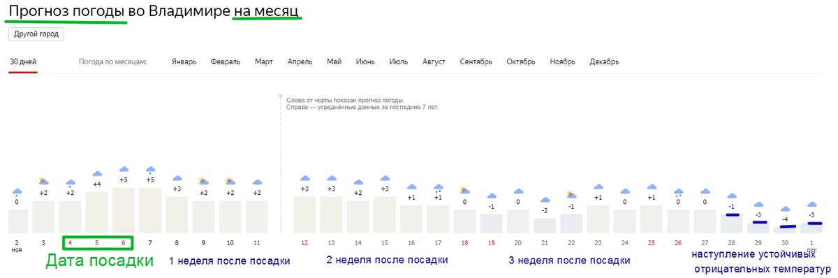 определяем дату посадки чеснока по прогнозу погоды