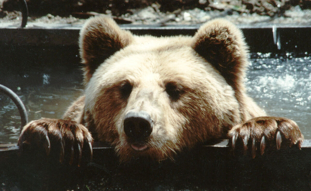 Садчиков Виктор; т/ф