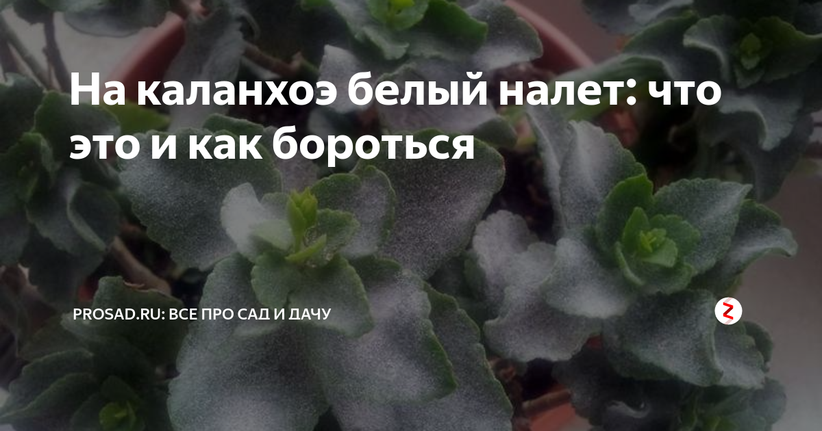 Каланхоэ (Kalanchoe) - информация об уходе