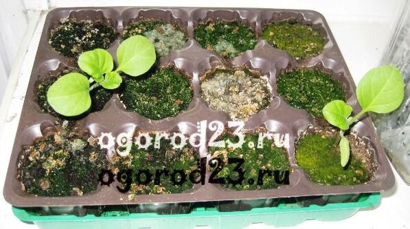 Поделюсь отрицательным опытом посадки баклажанов. Купила я однажды (у нас такие магазины или отделы называют «всё по 39») кассету для выращивания рассады на 12 ячеек. В ячейки кассеты были уже вложены торфяные таблетки. Правда, оболочки на этих таблетках не было. Что меня привлекло? Естественно, низкая цена и небольшой объем кассеты. Кроме того, баклажаны у нас в семье люблю только я, поэтому решила, что как раз мне хватит 12 кустиков этого овоща.