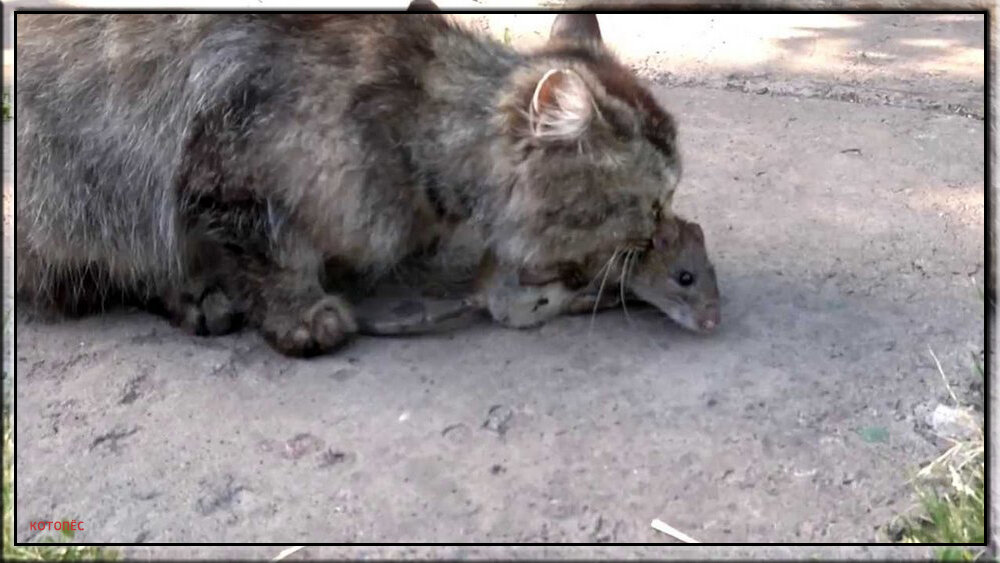 Правильный укус