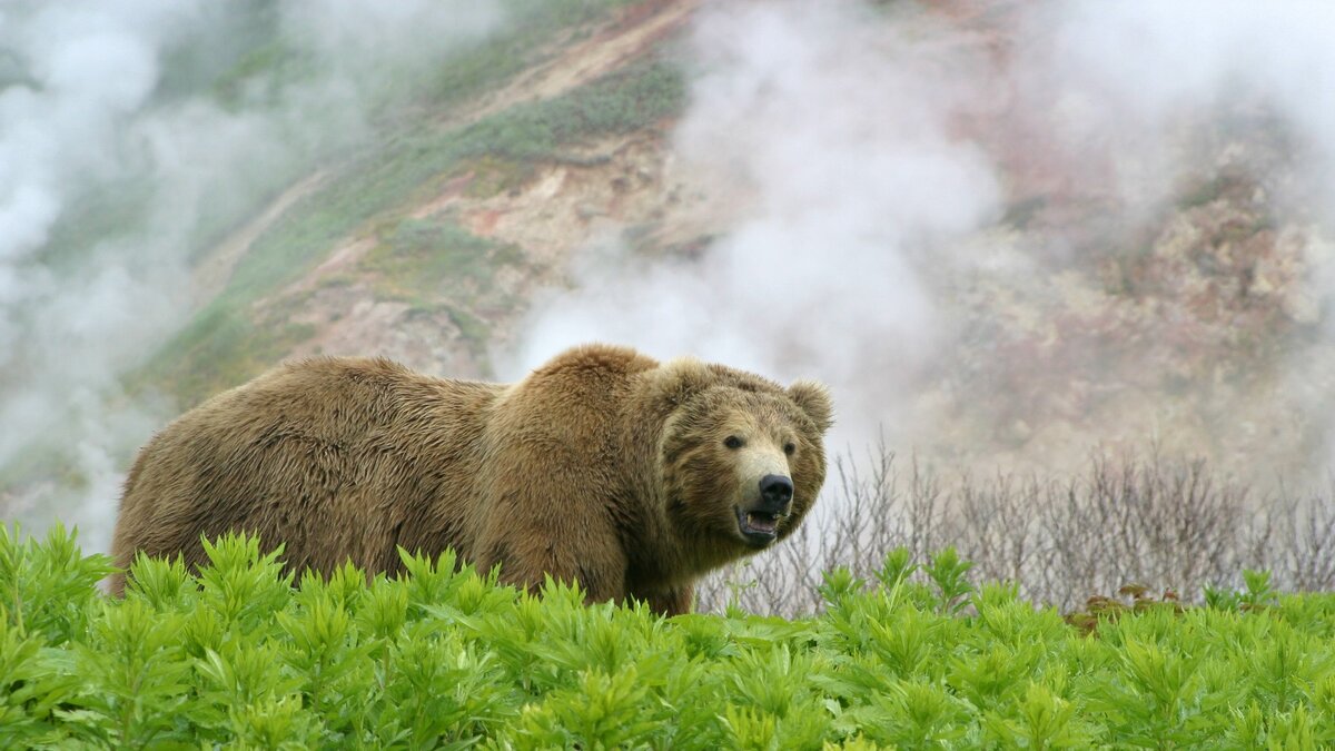 Бурый медведь скорость бега км ч. Камчатский бурый медведь. Бурый медведь Камчатки. Камчатка медведи. Долина гейзеров животные.