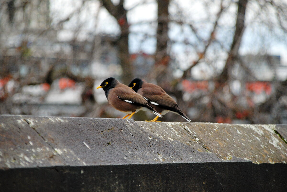 Common Myna, обыкновенная Майна, семейство скворцовых
