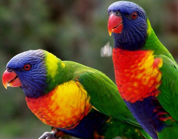 Попугаи имитируют и речь, и музыкальные звуки. Источник фото: https://ru.freeimages.com