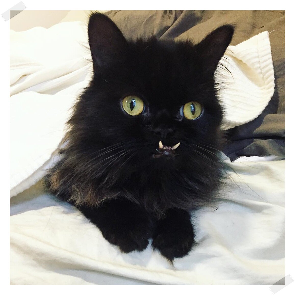 Котята страшные