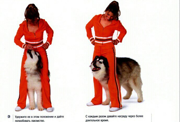 Описание упражнения "Ку-ку"