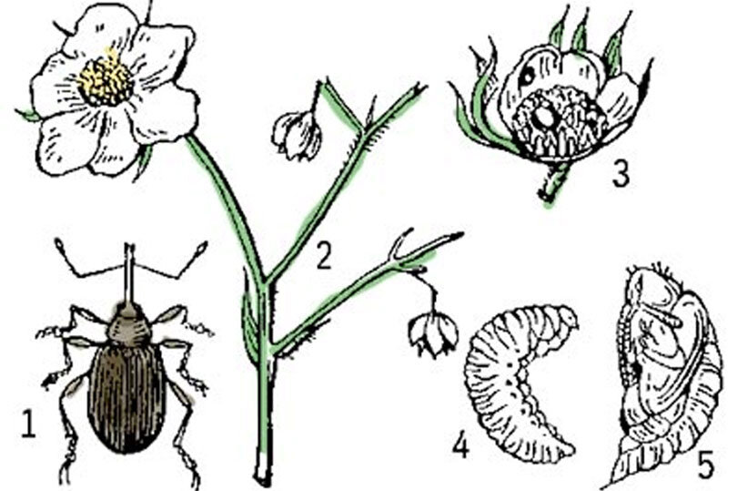Долгоносик на клубнике как выглядит картинки