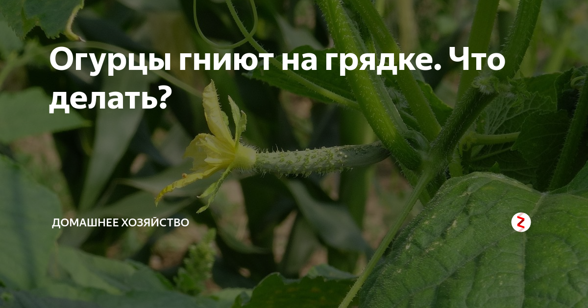 Чем обработать огурцы от гнили в теплице. Чем обработать огурцы от гнили в теплице. Серая гниль на огурцах. Белая гниль на огурцах. Склеротиниоз (белая гниль) на баклажанах.