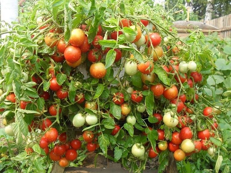  В предыдущей статье я рассказывала как правильно высаживать томаты в открытый грунт. А сегодня  я попытаюсь поделиться секретом правильного  ухода за томатами и получить при этом хороший урожай.