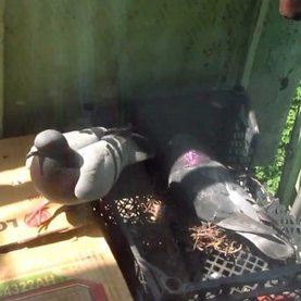 Людям свойственно бояться птиц, которые регулярно посещают их жилище. Однако появление голубя, наверное, уже никого не пугает. С давних времен этот пернатый друг ассоциировался с хорошими новостями, благоприятными событиями. Его появление может говорить о знаке свыше либо наставлении.
