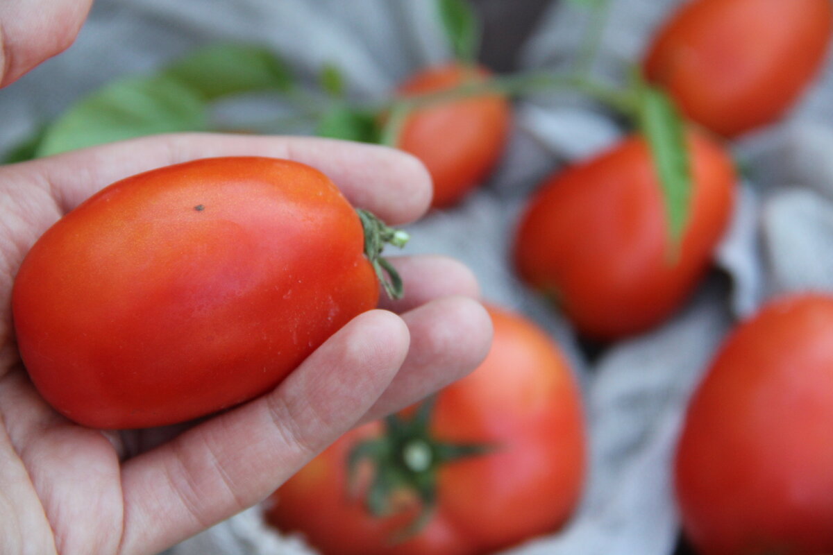 Помидоры для соуса