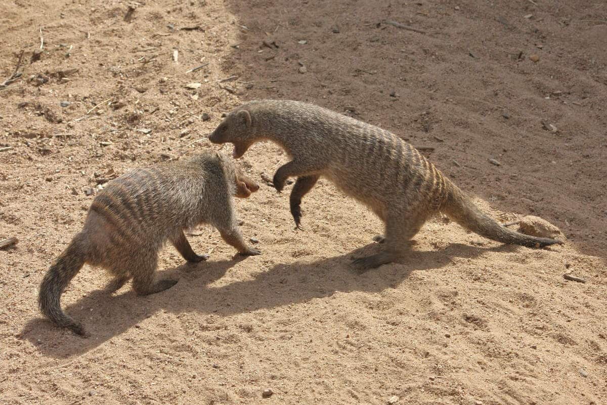 Полосатый мангуст