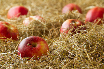 Как сохранить яблоки в домашних условиях. Уборка плодов, температура при хранении