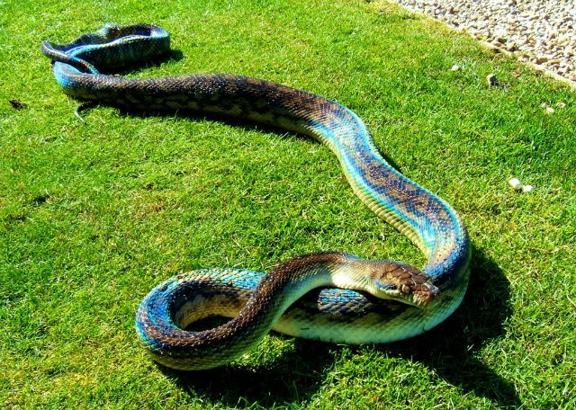 Аметистовый питон. Один из самых крупных представителей питонов, его длина может достигать 8 с половиной метров, а вес может достигать 40 килограмм. Данная рептилия предпочитает охотиться  на мелких и средних млекопитающих.