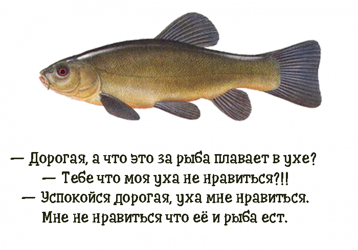 Коротко про рыбу линь