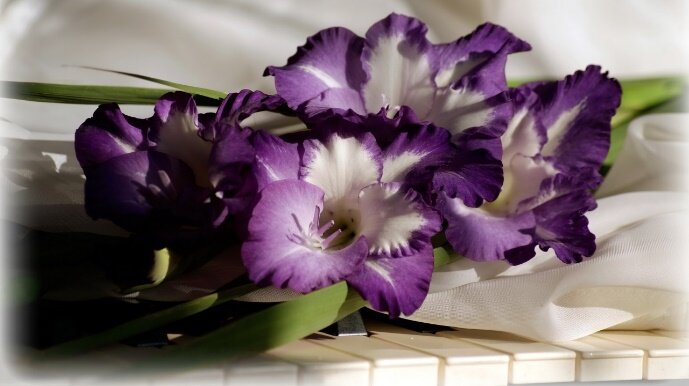 Сорт «Виолетта»