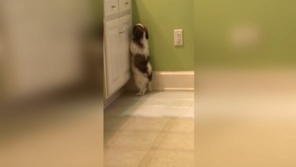 стоп кадр из видео