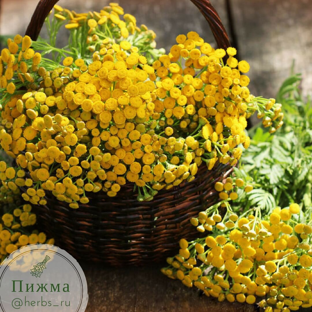 Декоративная пижма