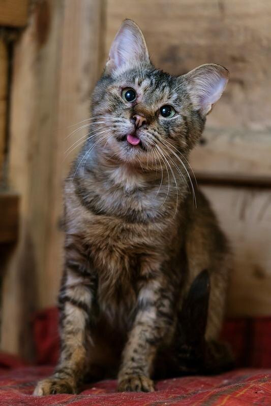 Когда впервые видишь Косулю, кажется, что она дразнится. Но постоянно высунутый язык кошечки – из-за нехватки передних зубов. И чему удивляться, ведь ей досталась нелегкая жизнь в стихийнике. Представьте: почти 80 кошек в условиях однокомнатной квартиры! Плохой уход, недокорм, отсутствие внимания, ветеринарной помощи. А почти в финале этой ужасной истории – доставка всех «заключенных» в усыпалку на Гурского. Но, слава Богу, волонтеры позаботились об ином финале для кошечек. Косулю и 20 других обитателей стихийника вывезли на дачу. Теперь за ними ухаживает волонтер, стараясь сделать их жизнь максимально достойной. Но все хорошее, как известно, быстро заканчивается. В том числе, и возможность проживания котов на даче. До осени – рукой подать, и за это время Косулечке нужно подыскать постоянный дом.  Косуля – молодая, здоровая кошечка. 
 