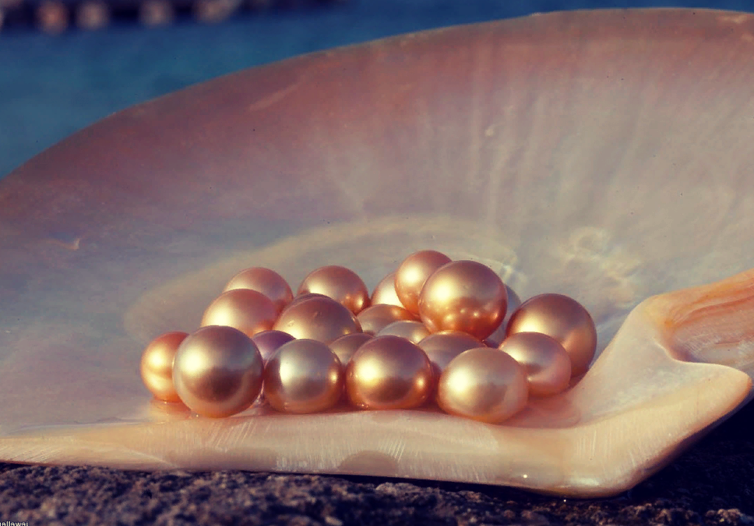 Настоящий и поддельный жемчуг. Какого цвета бывает жемчуг в природе фото. Растворила жемчужину в уксусе. Жемчужина растворяется в уксусе. Растворимость жемчужины в уксусе.