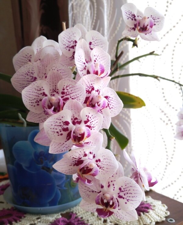   Самые популярные и распространённые домашние орхидеи относятся к роду Фаленопсис из семейства орхидные.-2