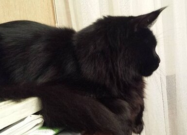 Кот WCh(WCF) NW,16 SC (FIFE) Friderick SW&T of Fridericks House DVM.   Лучший представитель породы мейн-кун во Всемирной федерации кошек.