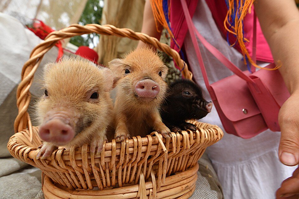 Фото: Евгения ГУСЕВА