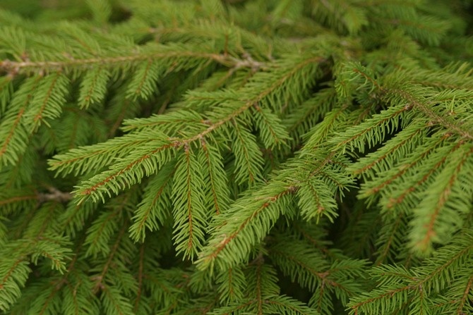 Веточки Ели